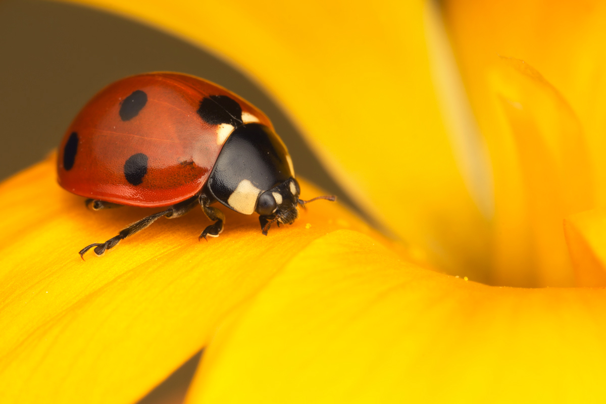 Seven Spot Ladybird 4